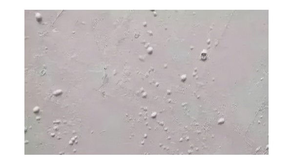 膩?zhàn)邮┕び心佔(zhàn)映霈F(xiàn)氣泡該怎么辦？昆明膩?zhàn)臃蹚S家告訴你